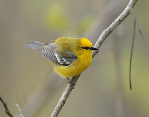 Blue-winged Warbler Vermivora cyanoptera