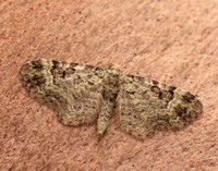 70.144 BF1860 Green Pug Pasiphila rectangulata