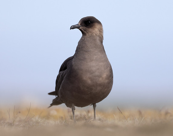 Arctic Skua Stercorarius parasiticus