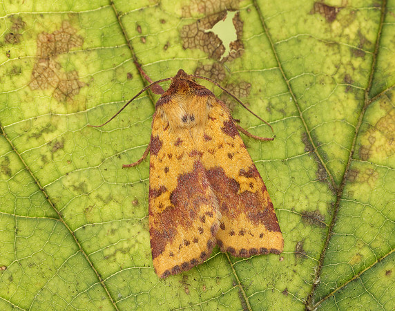 73.181 BF2273 Pink-barred Sallow Xanthia togata