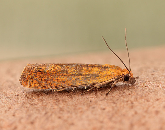 49.345 BF1219 Lathronympha strigana