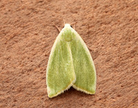 74.011 BF2418 Cream-bordered Green Pea Earias clorana