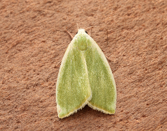 74.011 BF2418 Cream-bordered Green Pea Earias clorana