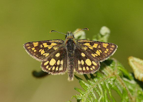 Chequered Skipper Carterocephalus palaemon