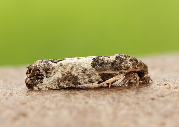 49.224 BF1205 Spilonota ocellana