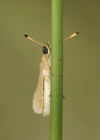 Essex Skipper Thymelicus lineola