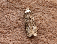 28.009 BF648 White-shouldered House-moth Endrosis sarcitrella