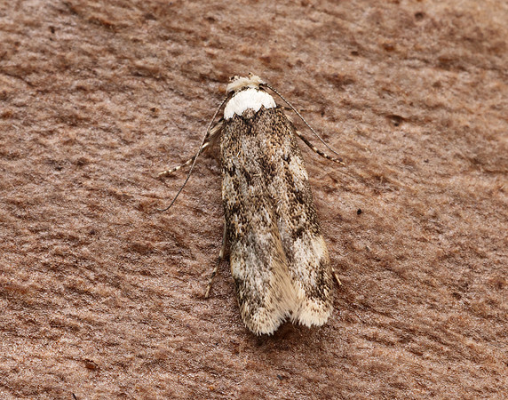 28.009 BF648 White-shouldered House-moth Endrosis sarcitrella