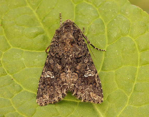 73.274 BF2154 Cabbage Moth Mamestra brassicae