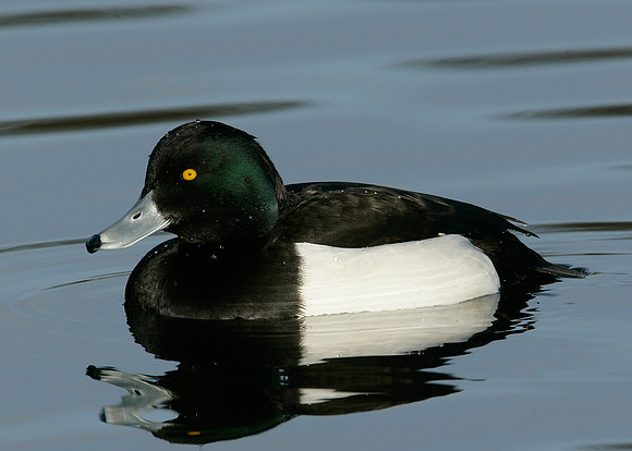 Tufted Duck Aythya fuligula