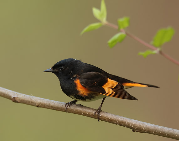 American Redstart Setophaga ruticilla