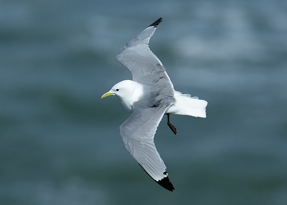 Kittiwake Rissa tridactyla
