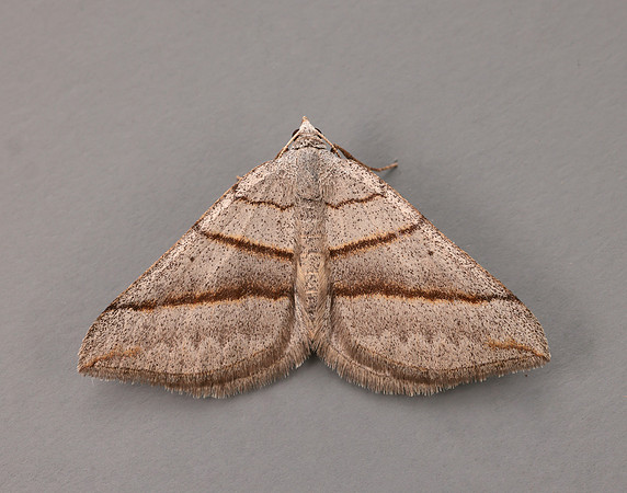 70.041 BF1734 July Belle Scotopteryx luridata