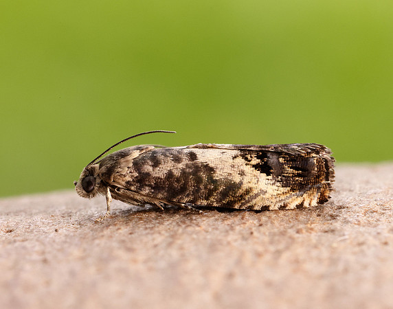 49.367 BF1236 Pammene fasciana