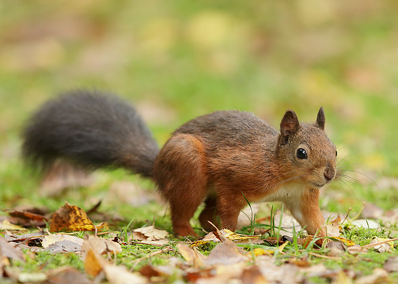 Red Squirrel Sciurus vulgaris