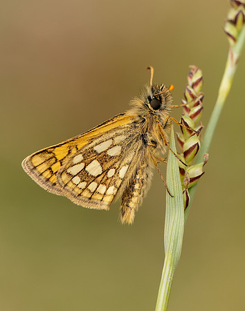 Chequered Skipper Carterocephalus palaemon