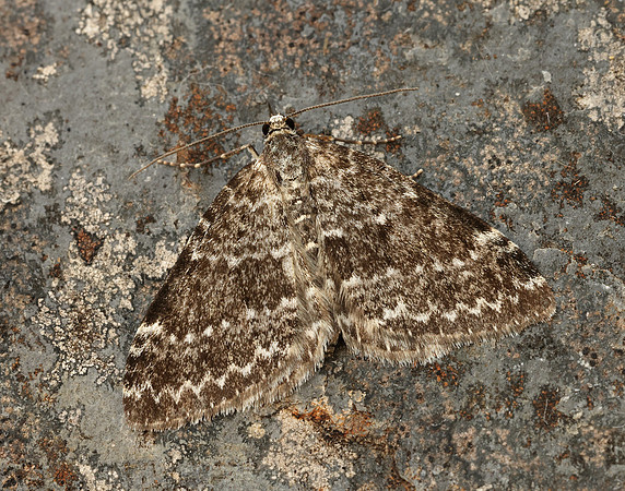 70.072 BF1744 Grey Mountain Carpet Entephria caesiata