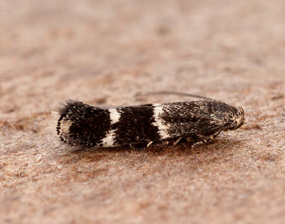 38.047 BF631 Elachista freyerella