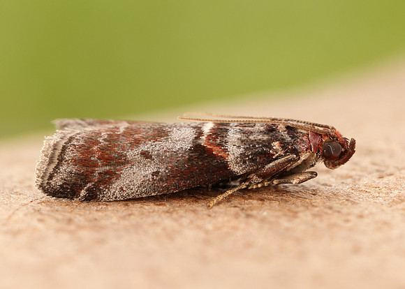 62.035 BF1439 Acrobasis advenella