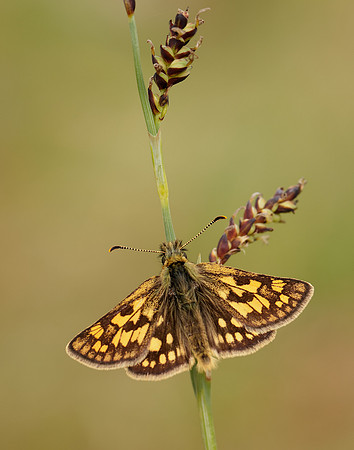 Chequered Skipper Carterocephalus palaemon