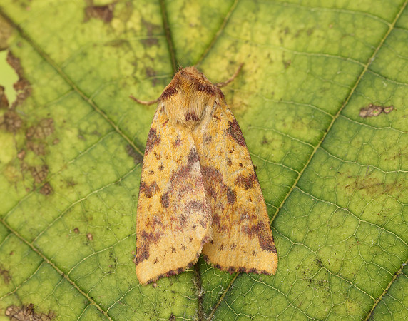 73.181 BF2273 Pink-barred Sallow Xanthia togata