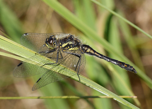 Black Darter Sympetrum danae
