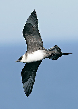 Arctic Skua Stercorarius parasiticus