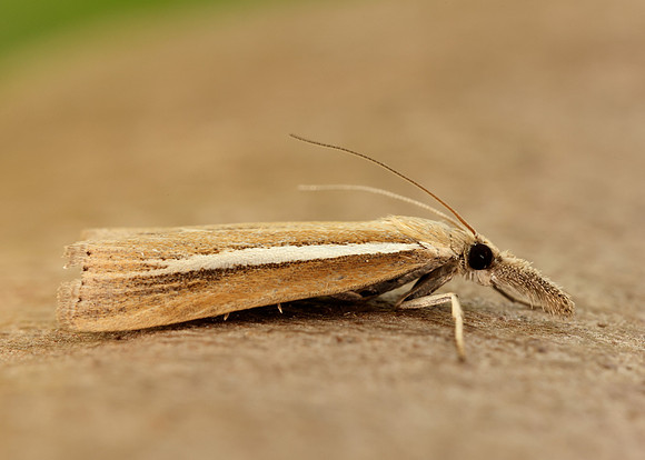 63.092 BF1303 Agriphila selasella