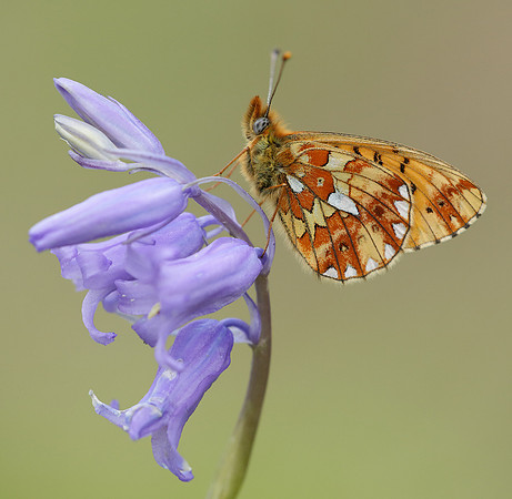 Pearl-Bordered Fritillary Boloria euphrosyne