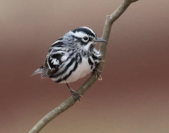 Black & White Warbler Mniotilta varia