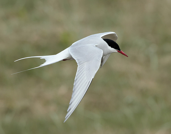 Arctic Tern Sterna paradisaea