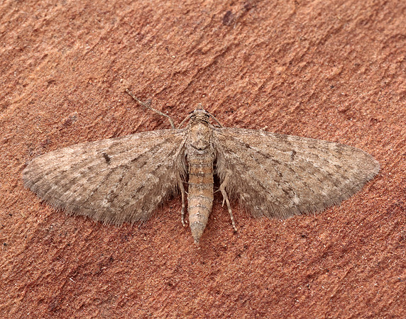 70.177 BF1828 Satyr Pug Eupithecia satyrata