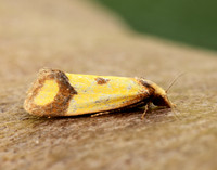 49.110 BF938 Agapeta zoegana