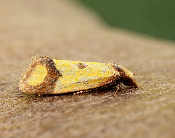 49.110 BF938 Agapeta zoegana