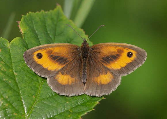 Gatekeeper Pyronia tithonus