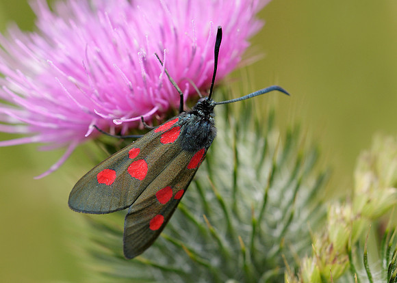 54.009 BF0171 Narrow-bordered Five-spot Burnet Zygaena lonicerae