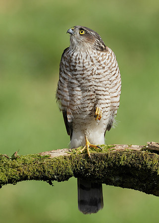 Sparrowhawk Accipiter nisus