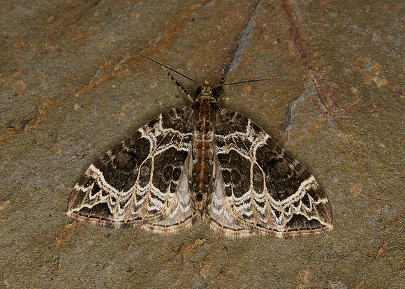 70.094 BF1759 Small Phoenix Ecliptopera silaceata