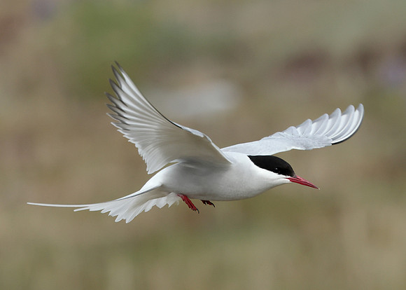 Arctic Tern Sterna paradisaea
