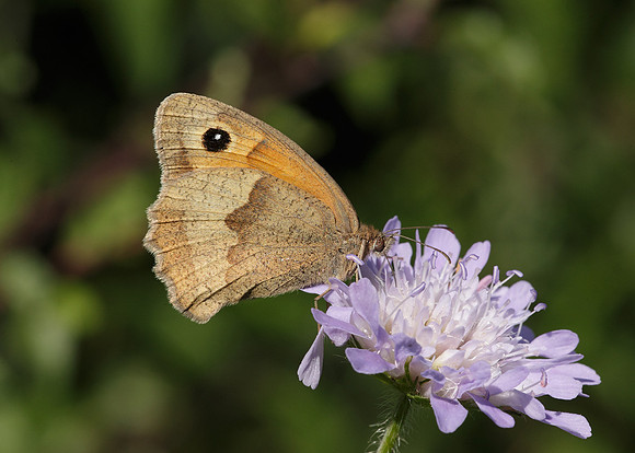 Meadow Brown Maniola jurtina
