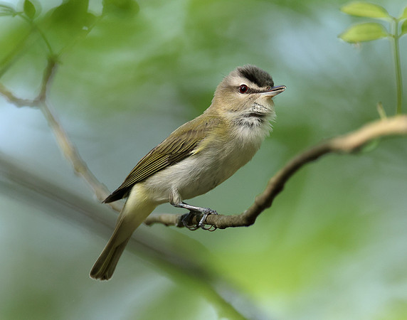 Red-eyed Vireo Vireo olivaceus