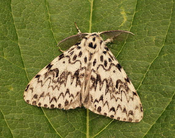 72.010 BF2033 Black Arches Lymantria monacha