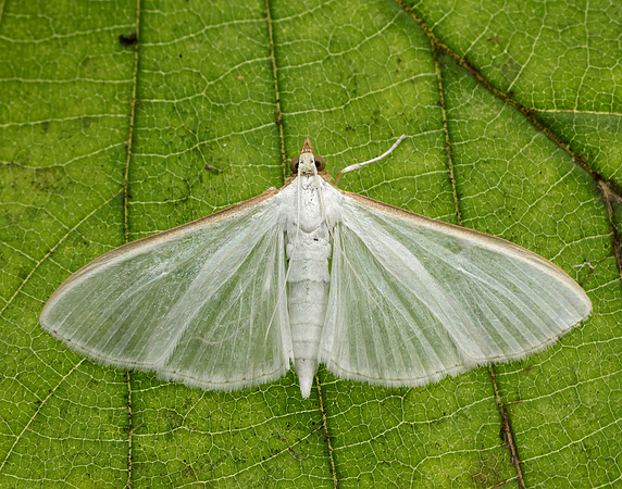 63.048 BF1408 Palpita vitrealis