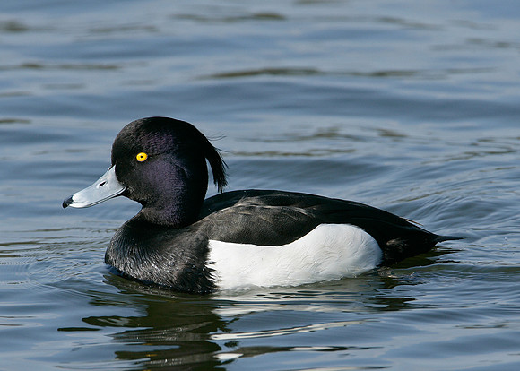 Tufted Duck Aythya fuligula