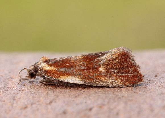 49.090 BF1015 Eulia ministrana