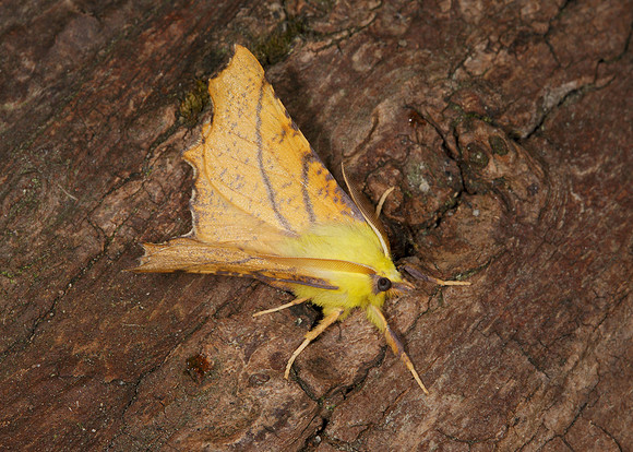 70.234 BF1913 Canary-shouldered Thorn Ennomos alniaria