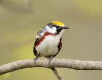 Chestnut-sided Warbler Setophaga pensylvanica