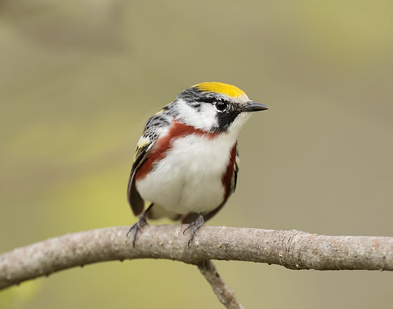 Chestnut-sided Warbler Setophaga pensylvanica