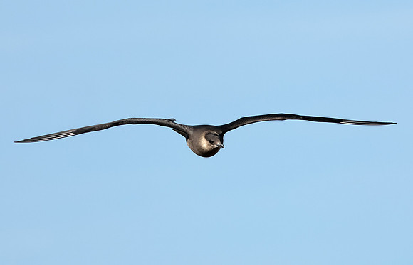 Arctic Skua Stercorarius parasiticus