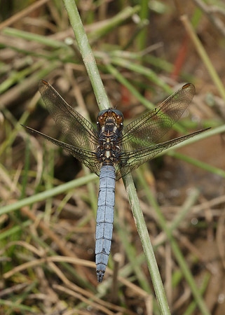 Keeled Skimmer Orthetrum coerulescens